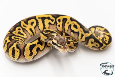 Python royal - Python regius Leopard Pastel Spotnose