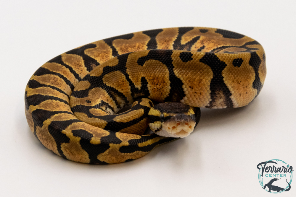 Python royal - Python regius Pastel