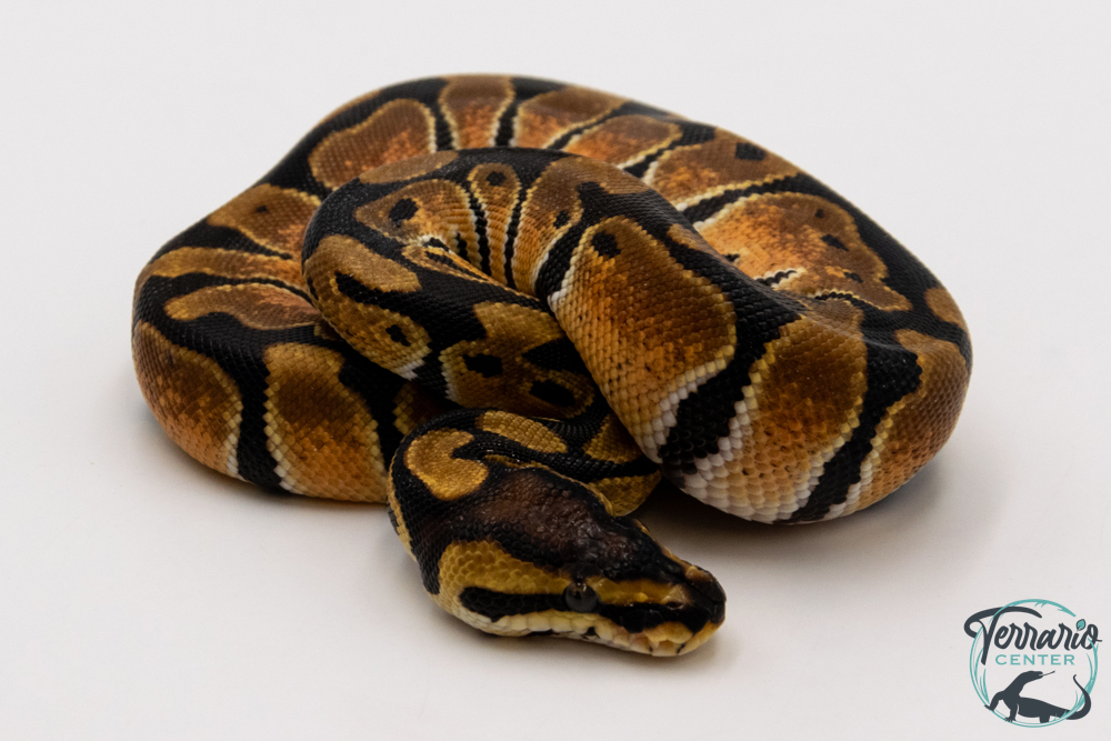 Python royal - Python regius Pastel