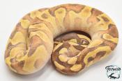 Python royal - Python regius Super Enchi Mojave Yellow Belly