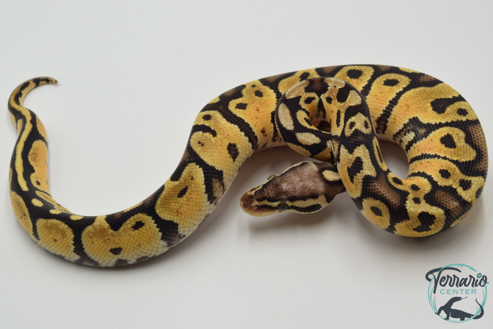 Python royal - Python regius Pastel Specter