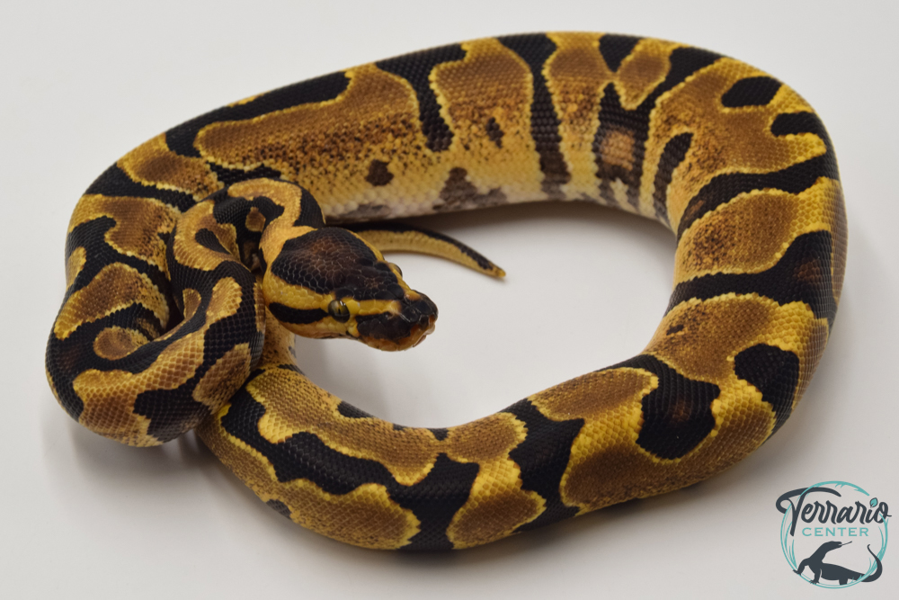 Python royal - Python regius Super Enchi