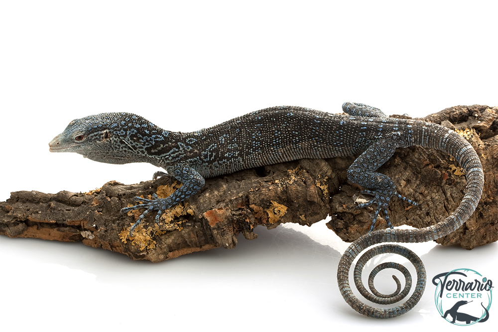 Varanus Macraei - Le Varan de Mac Rae - NCUE 2025