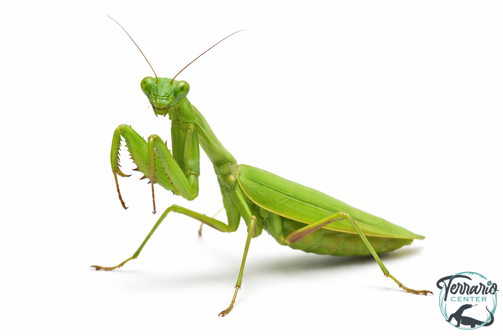 Sphodromantis Aurea - Mante africaine verte