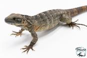 Ctenosaura pectinata - Iguane à queue épineuse de l'Ouest - Banana