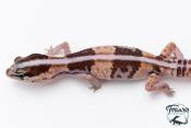 Hemitheconyx caudicinctus - Gecko à queue grasse - Femelle &#9792; A2