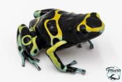 Dendrobates leucomelas - Rainette jaguar Cerro Autana