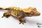 Correlophus ciliatus - Gecko à crête - NC 2025 -  42