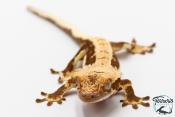 Correlophus ciliatus - Gecko à crête - NC 2025 -  44