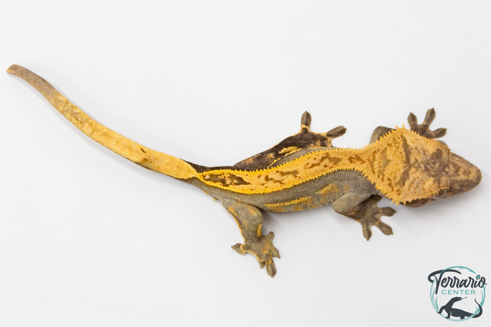 Correlophus ciliatus - Gecko à crête - NC 2025 -  50
