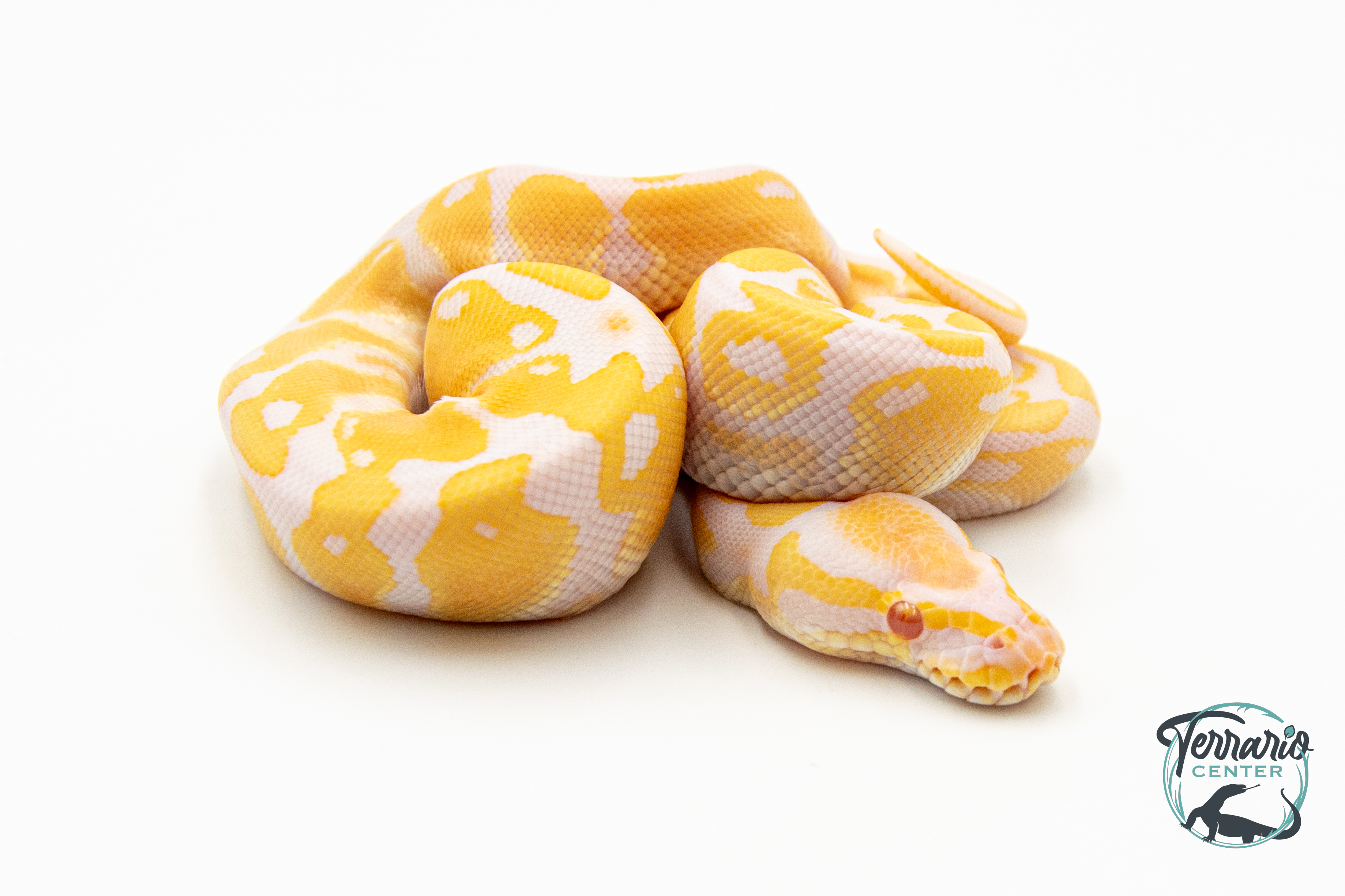 Python royal - Python regius Albinos
