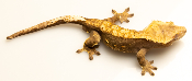 Correlophus ciliatus - Gecko à crête - NC2020 - Mâle - 250229300004841