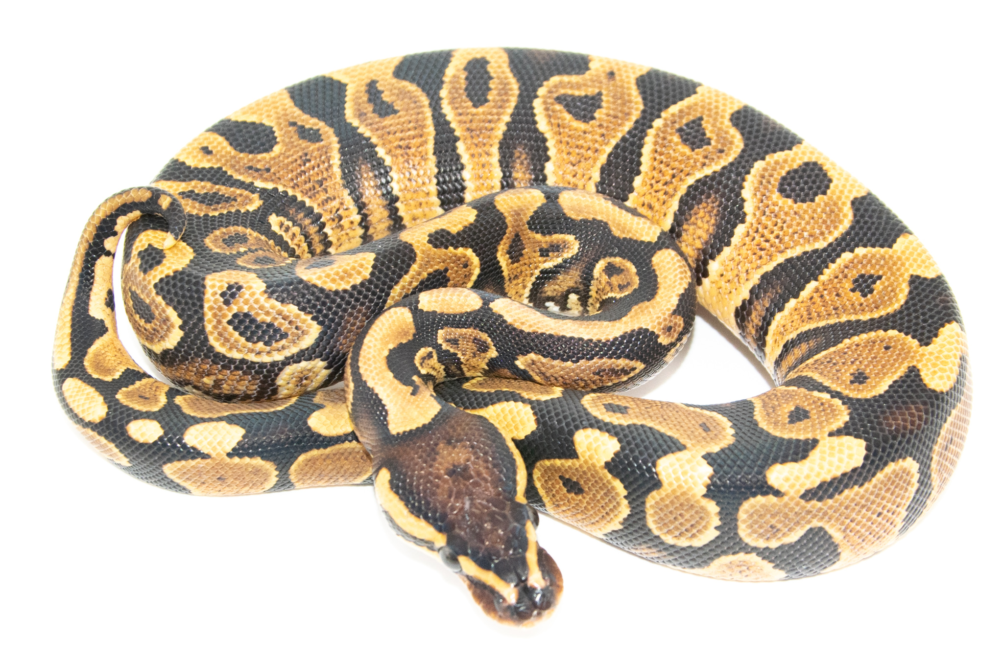 Python royal - Python regius Yellow Belly