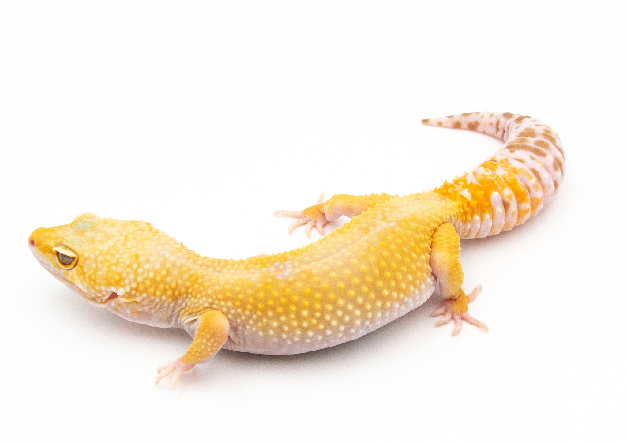 EJ06 - Gecko Léopard - Eublepharis Macularius  Hybino Sunglow - &#9792; - NC 2021