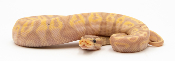 Python royal - Python regius Banana Pastel
