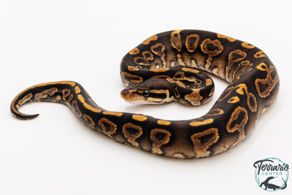 Python royal - Python regius Black Pastel Yellow Belly