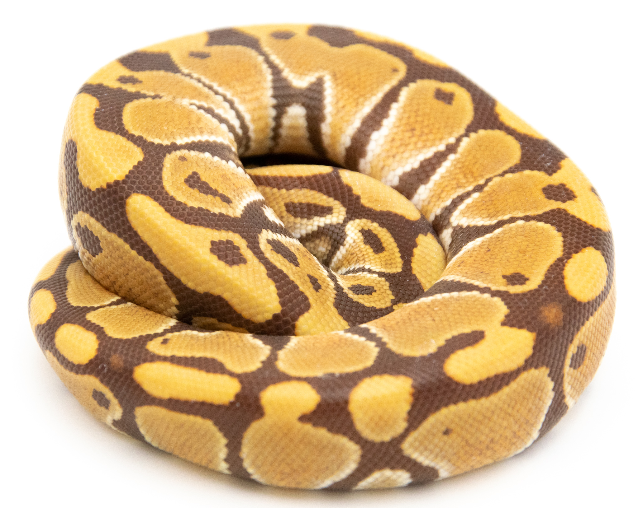 Python royal - Python regius Monarch