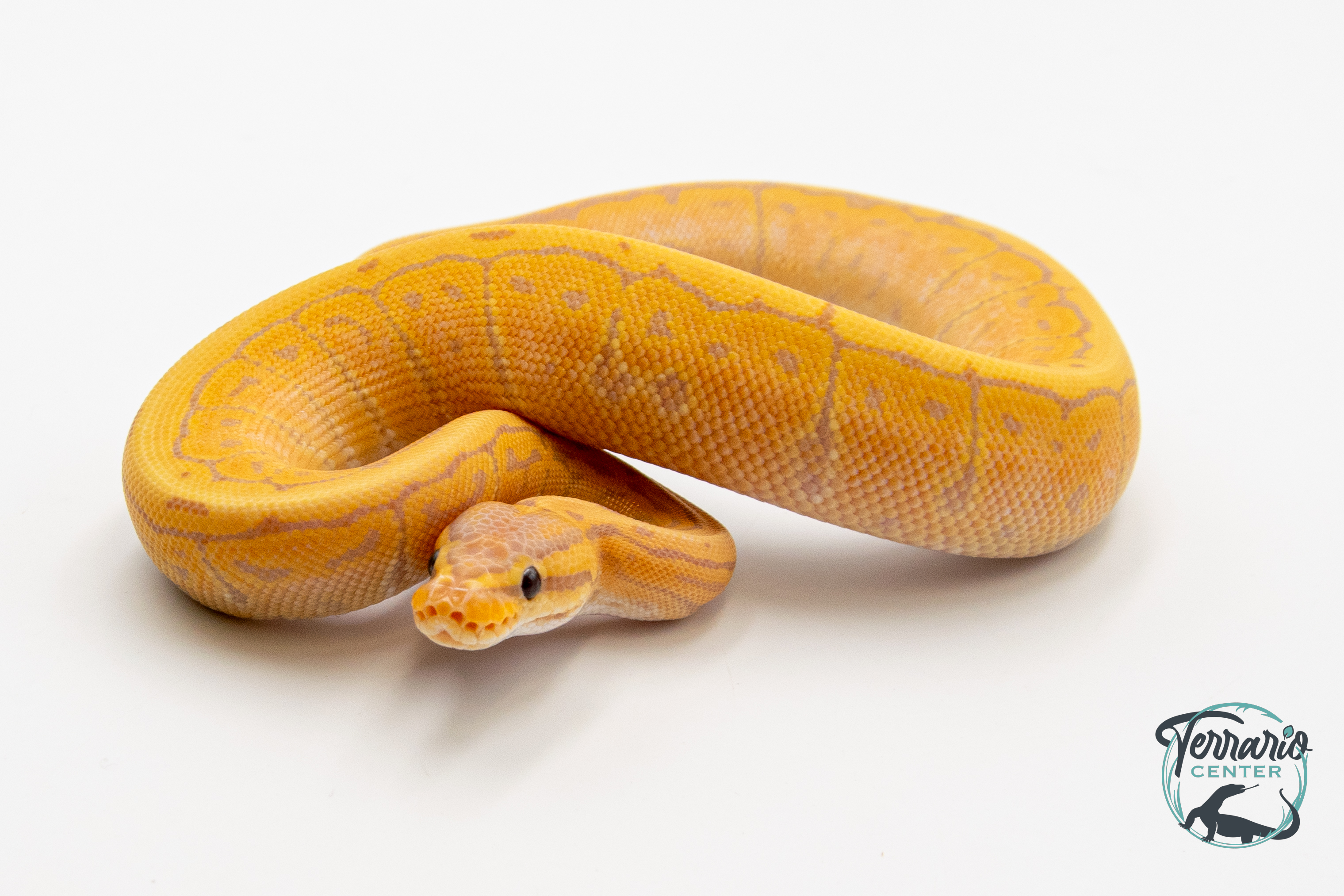 Python royal - Python regius Banana Pinstripe