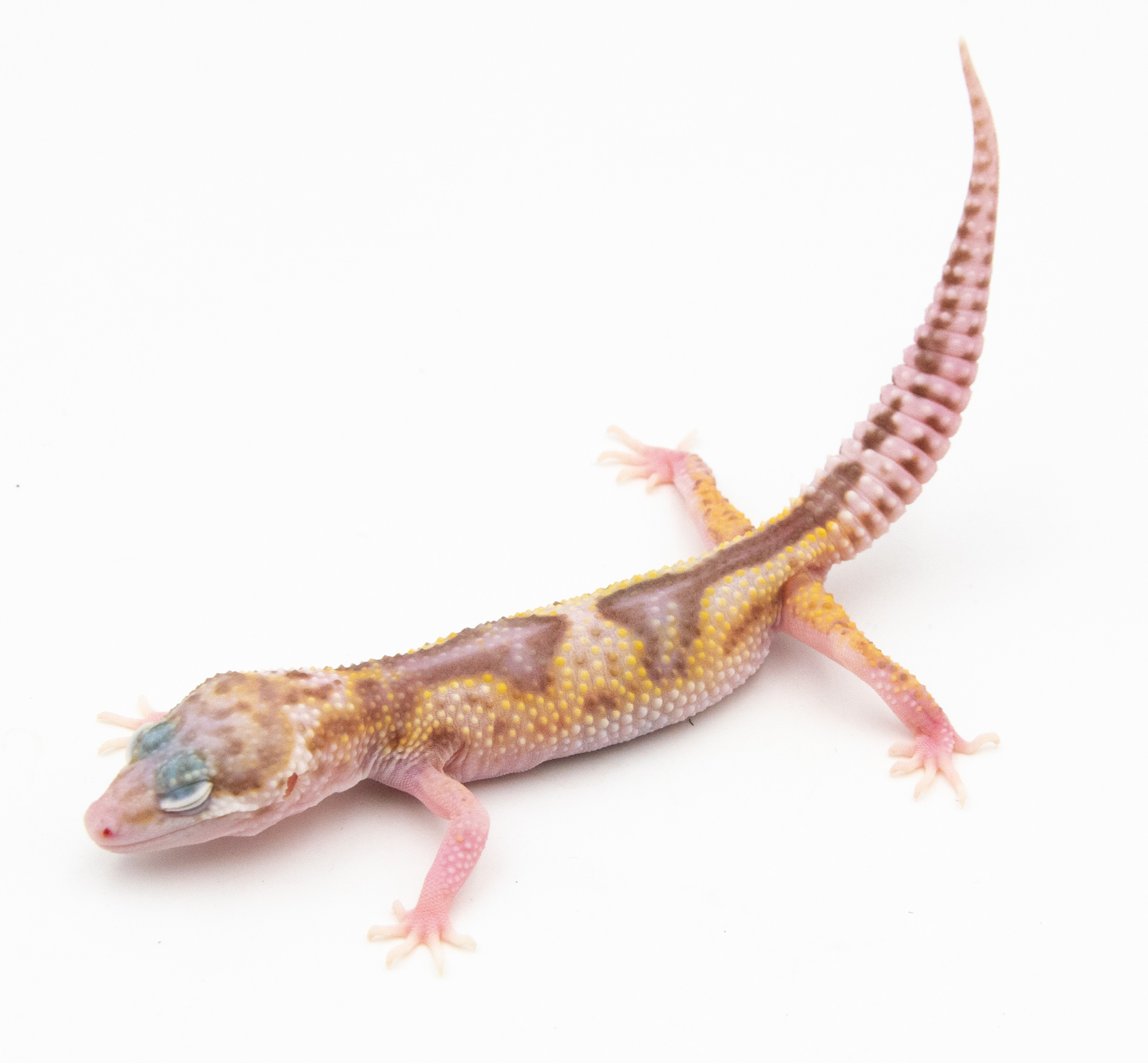 EM19 - Gecko Léopard - Eublepharis Macularius Snow Tremper - non sexé - NC 2022