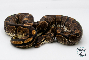 Python royal - Python regius Enchi  - Adulte