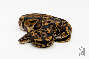 Python royal - Python regius Leopard