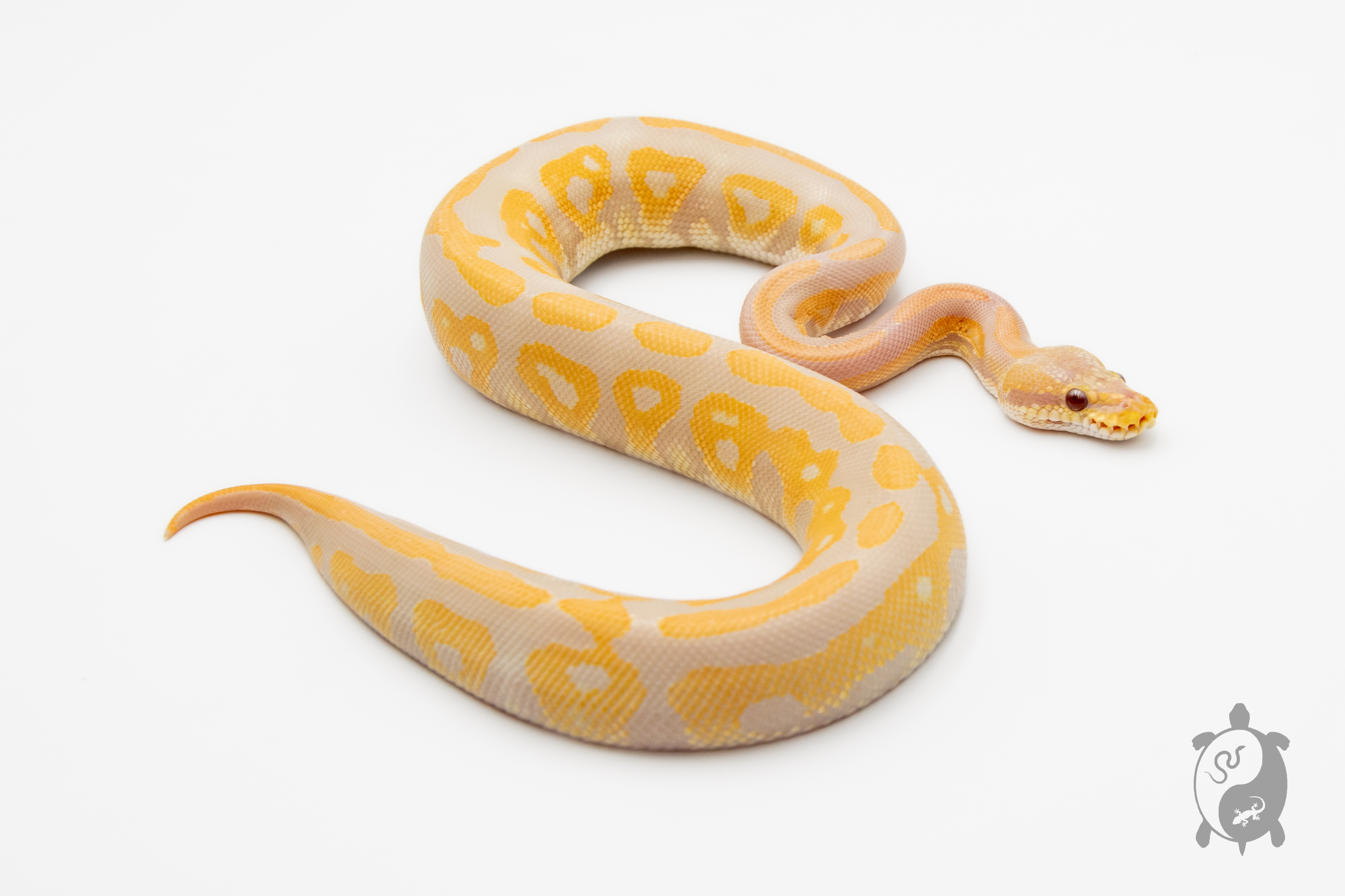 Python royal - Python regius Black Pastel Lavender
