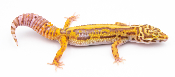 EJ90 - Gecko Léopard - Eublepharis Macularius Bold Stripe Bell - non sexé - NC 2021