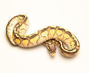 Python royal - Python regius Butter Pastel Yellow Belly