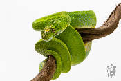 Morelia viridis Biak - Python vert arboricole - Femelle 