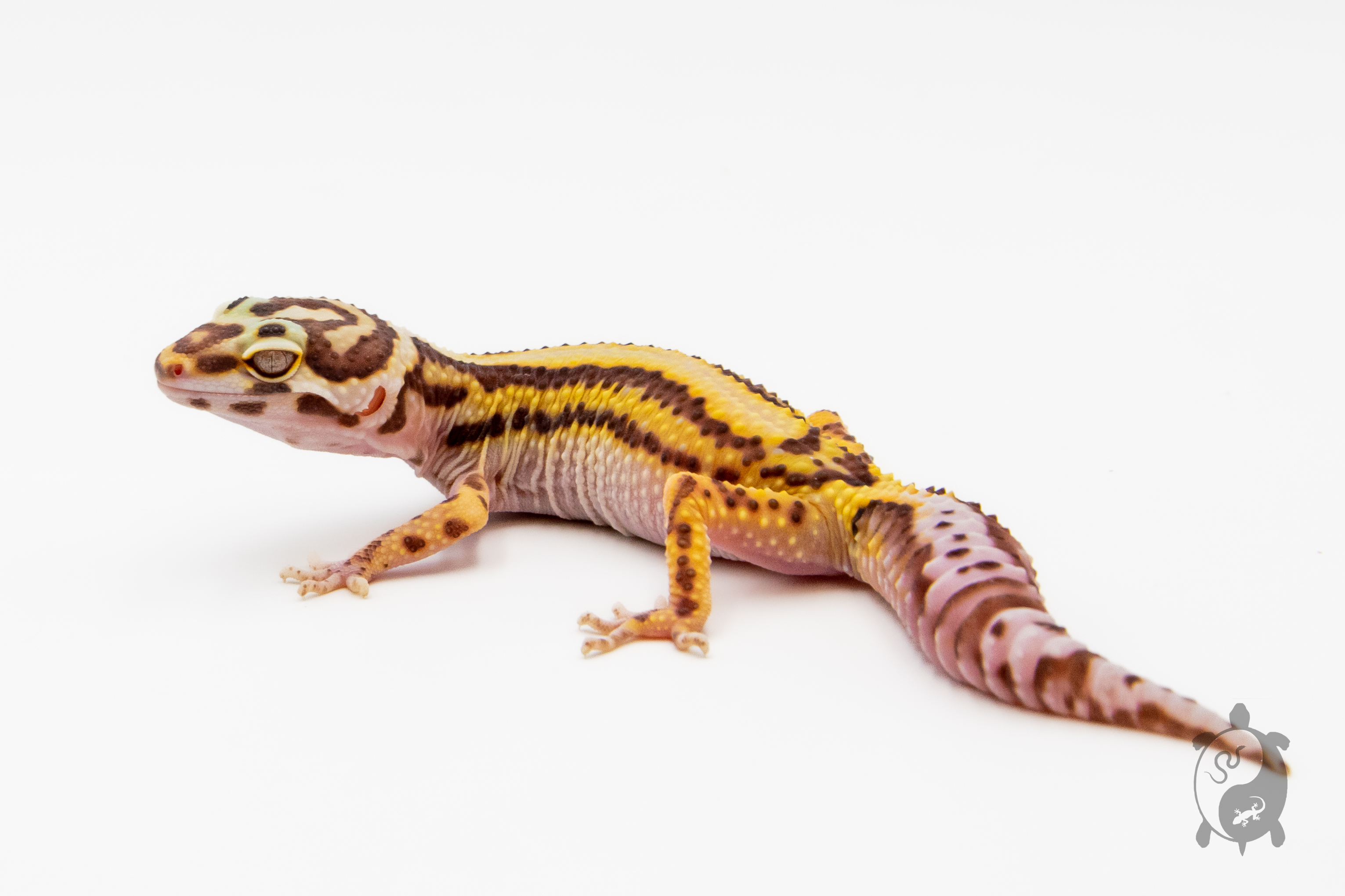 EM30 - Gecko Léopard - Eublepharis Macularius Stripe Bell - NC - 