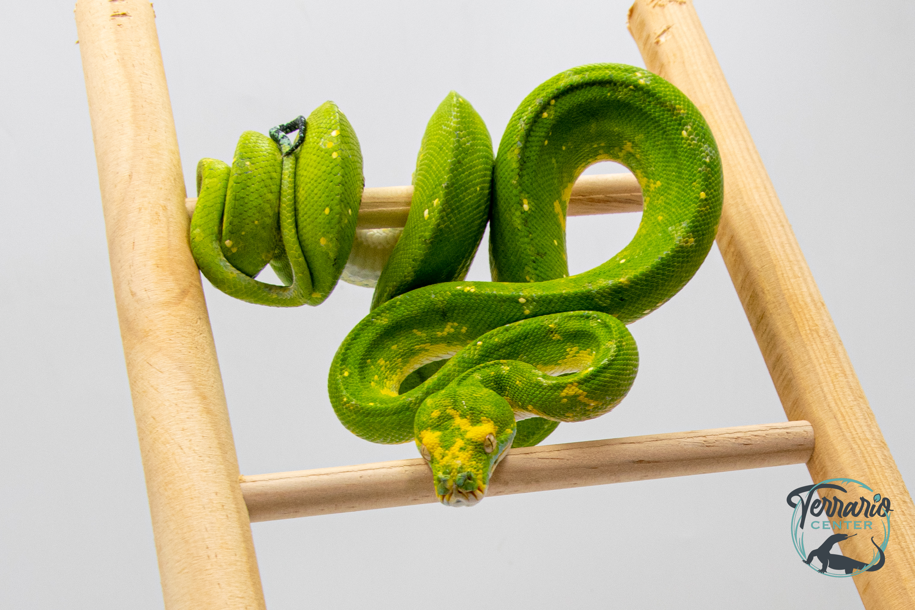 Morelia viridis Biak - Python vert arboricole - Femelle 250228500118568    - Sub Adulte