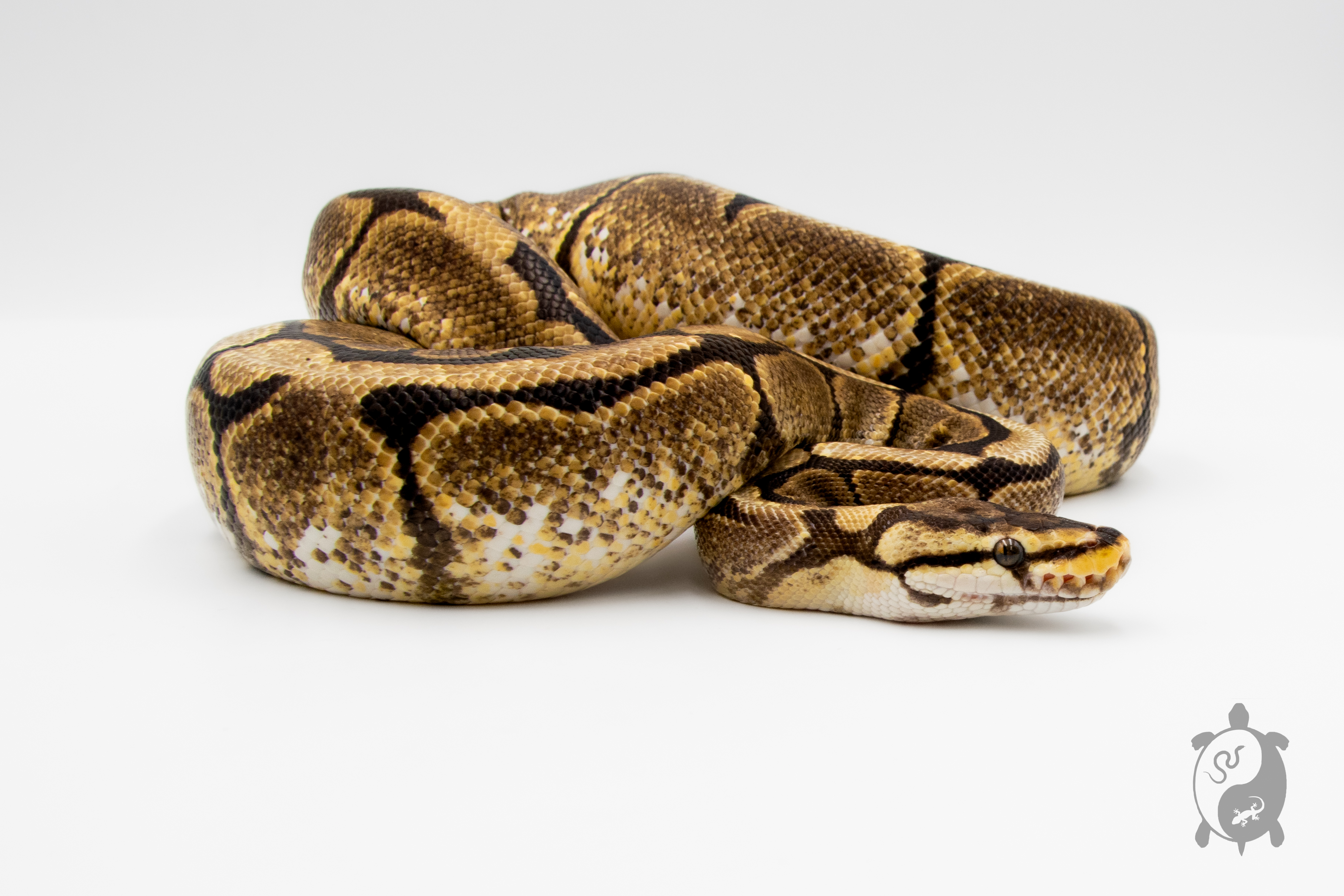 Python royal - Python regius Spider Yellow Belly - Adulte