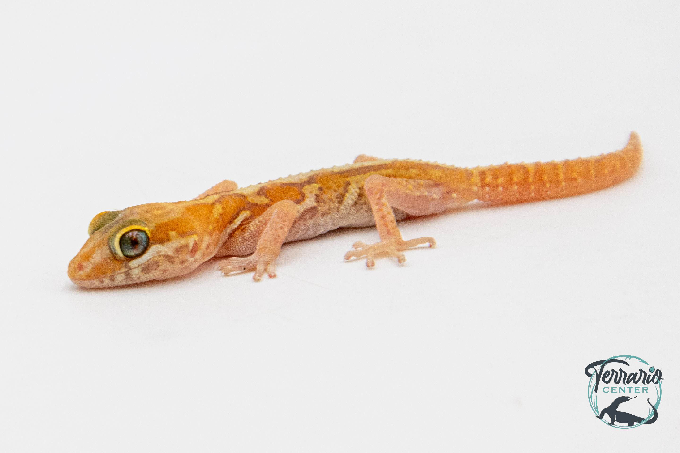 Paroedura picta - Gecko panthère - Albinos