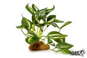 Pothos Panaché sur Pied - 10 cm