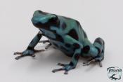 Dendrobates auratus - Dendrobate doré Green Microspot