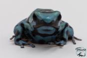 Dendrobates auratus - Dendrobate doré Green Microspot