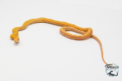 Orthriophis taeniurus taeniurus Albinos T+ - Serpent Ratier ligné de Taïwan - NC 2023