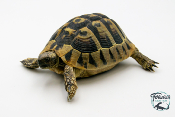 Tortue d'Hermann - Testudo hermanni hercegovinensis 13-15 cm - Femelle