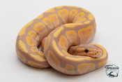 Python royal - Python regius Banana