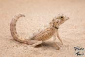 Pristurus carteri - gecko scorpion