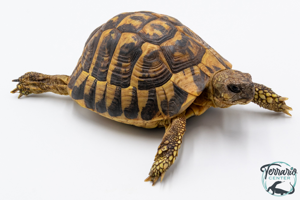 Tortue d'Hermann - Testudo hermanni hermanni Mâle - 900250000956279
