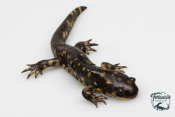 Ambystoma tigrinum - Salamandre tigrée