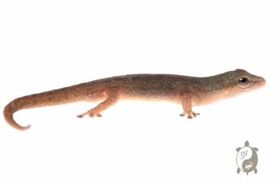 Lygodactylus conraui - Gecko nain du Cameroun 