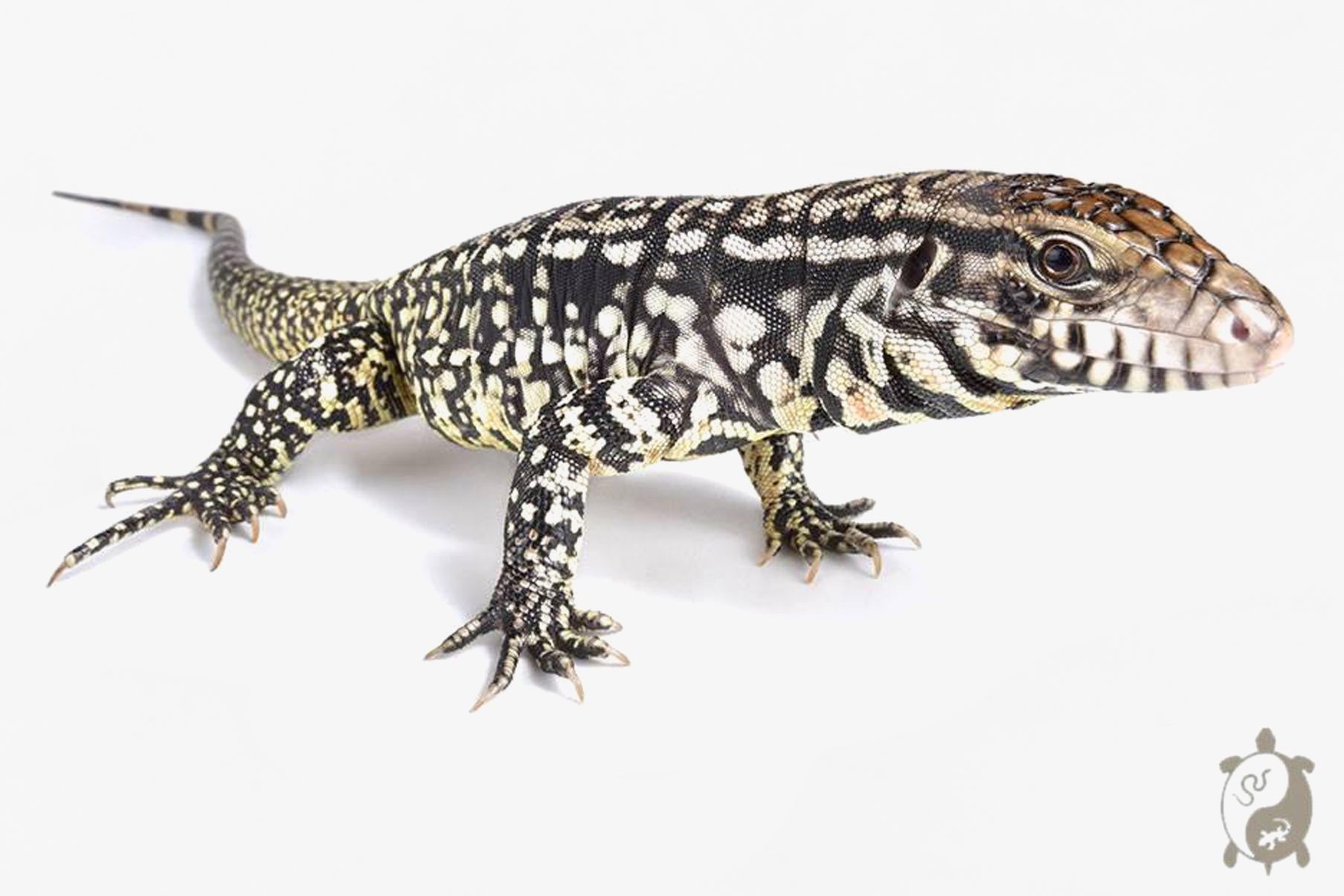 Salvator merianae - Tegu d'Argentine