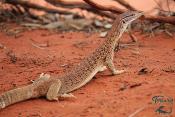 Varanus tristis orientalis  - Varan moucheté - NC FRANCE 2026