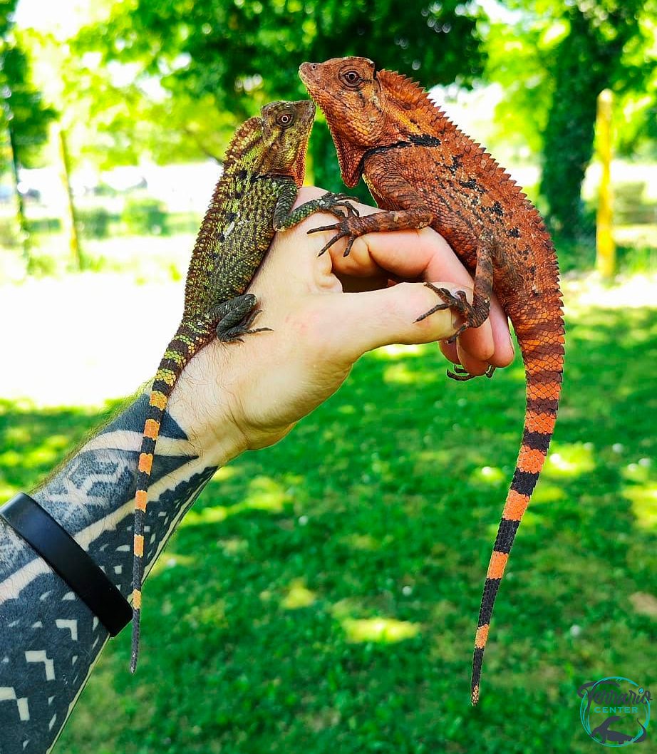 Gonocephalus doriae doriae - Lézard à tête angulaire de Doria