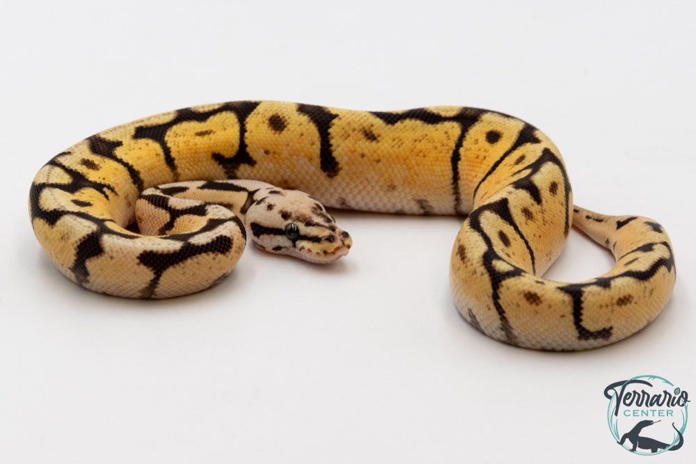 Python royal - Python regius Bumble Belly