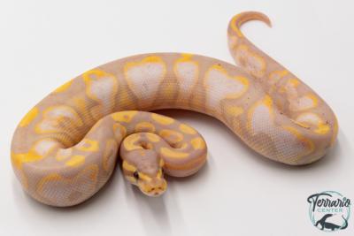 Python royal - Python regius Banana Sugar