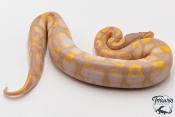 Python royal - Python regius Banana Sugar