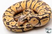 Python royal - Python regius Super Pastel Yellow Belly